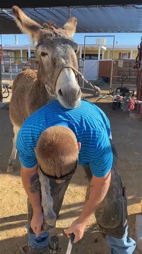 A Burro Bear hug for Rich🌺🫏 | Beth’s Burro Barn