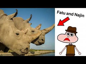 HELP ME SAVE RHINOS! (Rhino Conservation Challenge)