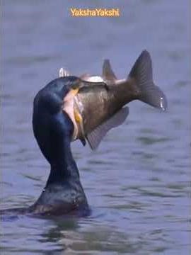 Fish Catching Birds | Fish Catching Birds |