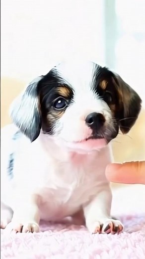 Adorable Miniature Jack Russell Puppies 🐶 | Playful, Smart & Ready for Their Forever Homes! 🏡