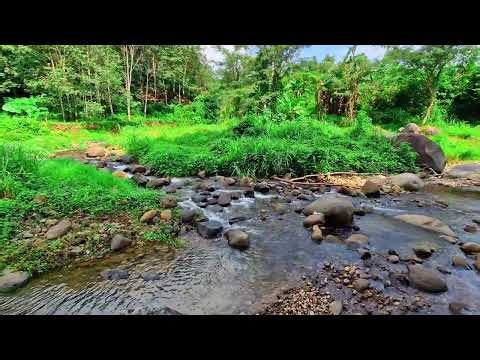 💧Relieve Stress to Deep Sleep – Tranquil Water Flowing Around Stones in Peaceful Nature