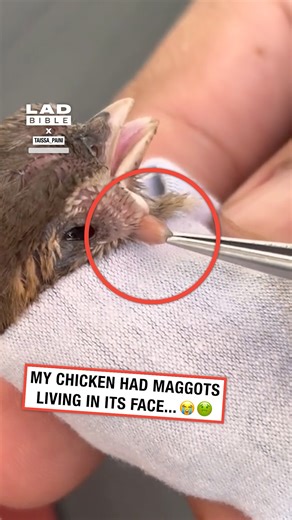 My baby chicken was infested with maggots 😳 #chicken #farming | LADbible