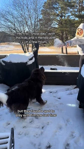 Chewy Dog Food: A Guide for Happy Pups