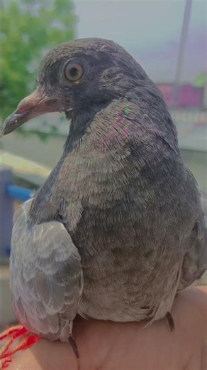 R.B EVENTS 😶..🖤...#short #video #shortvideo