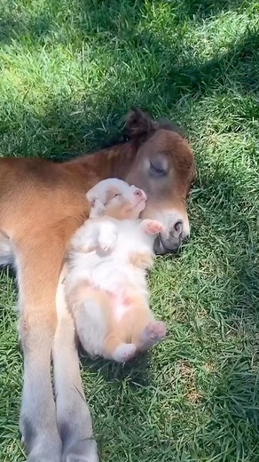 Australian Shepherd ❤️ on Instagram: "Precious 🥰 🎥: @greenvalleyaussies"
