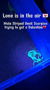 Scorpion Courting!🤍As you can see, it looks like they’re fighting, but they are courting! The males will spread his arms to try to grab the females pincers! In this case the female has rejected the males moves by pushing him away or even trying to sting him!❤️‍🩹 #scorpion #scorpions #scorpionlove #scorpionlover #courtship #courtshipdance #courtshipdating #reptiles #reptilesofinstagram #reptilesofinsta #invert #invertebrates | UNDERGROUND REPTILES