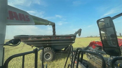 Sask. farmers get tailored coverage as crop insurance program expands