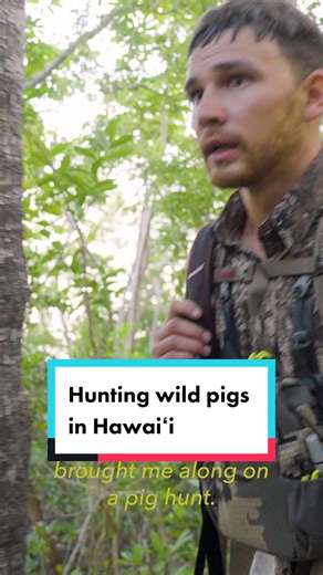 Meet Iokepa Paty-Miner, a Native Hawaiian hunter, farmer and conservationist. Join Iokepa and biologist Shane Campbell-Staton as they reveal the significance of native pigs in Hawaiian culture. Episode 1 of #HumanFootprint, a 6-part docuseries on PBS, is available to watch on our website! Let’s see what other places Shane visits on Oʻahu. #pbs #pbshawaii #hawaii #hawaiitiktok #native #hawaiian #pighunting #pighunter #wildpig
