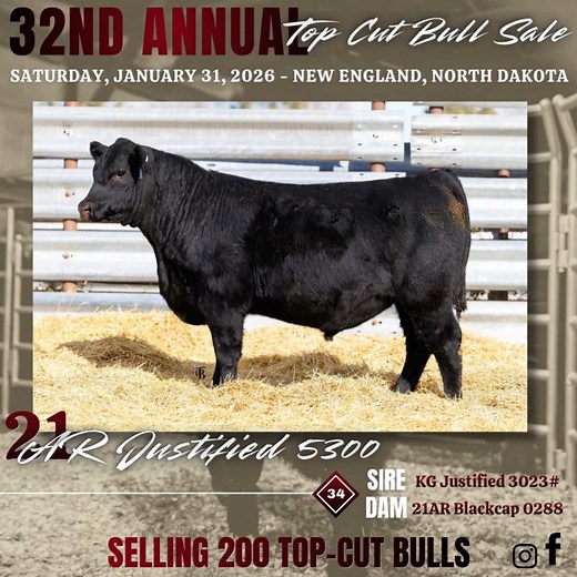 21 Angus Ranch 📅 January 31, 2026 📍 New England, ND Join us for the 32nd Annual Top Cut Bull Sale at 21 Angus. Selling 200 stout, northern-raised bulls backed by proven sires and real-world performance. Volume selection • Trusted genetics • Built to work. Bid online @ DVAuction.com Catalog online now: https://bit.ly/4sfS27i | Livestock Digital
