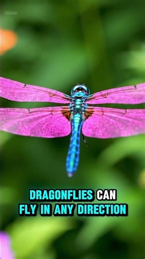 This Bug Can Fly BACKWARDS 😳🪰