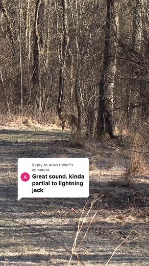 Lightning Jack: Ultimate Jackrabbit Distress Call