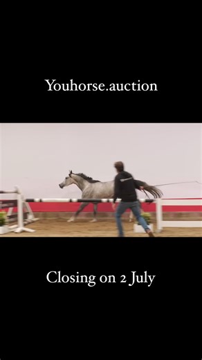 It's closing day for @Youhorse.auction 🇳🇱 The collection counts almost 80 showjumping horses, youngsters and ponies. Very interesting lots for professionals and amateur riders and for every purse: www.youhorse.auction. 👉 𝐓𝐡𝐢𝐬 𝟓𝟎𝐭𝐡 𝐚𝐮𝐜𝐭𝐢𝐨𝐧 𝐬𝐭𝐚𝐫𝐭𝐬 𝐜𝐥𝐨𝐬𝐢𝐧𝐠 𝐨𝐧 𝐓𝐮𝐞𝐬𝐝𝐚𝐲, 𝐉𝐮𝐥𝐲 𝟐, 𝐚𝐭 𝟖.𝟑𝟎𝐏𝐌 𝐂𝐄𝐓, 𝐢𝐧 𝐠𝐫𝐨𝐮𝐩𝐬 𝐨𝐟 𝟓 𝐡𝐨𝐫𝐬𝐞𝐬. Don't hesitate to send you questions to the team of Youhorse.auction. They will help you with the shipping as well. 
