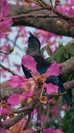 The Opera-Singing Bird of New Zealand