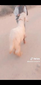 #goats, #goat, #farm, #livestock, #farmlife, #goatsofinstagram, #babygoats, #goatlove, #goatlife, #goatsbeinggoats, #goatmilk, #goatslover goat breed of Kashmir Punjab | Goat breed of Kashmir Punjab