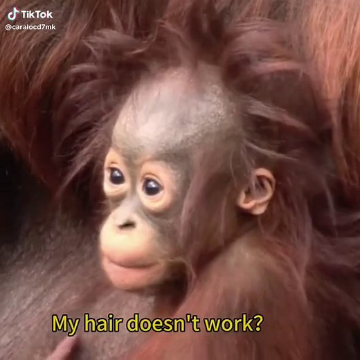 Searching for the Best Poop in the World | Funny Monkey Video