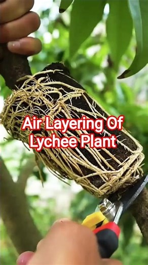 Air Layering Of Lychee Plant||✨ #grafting #shortsfeed #viralvideo