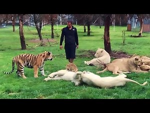 **命を懸けて人間を救った動物たちの22の瞬間 || 善行パート7**