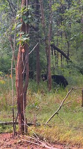 238K views · 5.3K reactions | A Fight for Life: Sloth Bear vs. Man! . . . . . #reelsviralシfb #wildlife #wildanimals #tiger #joju_wildjunket | Joju Wildjunket | Facebook