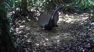 burung paling cantik di dunia kini sudah langka | Dunia Burung