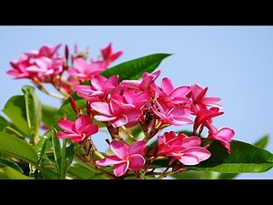 Top 10 Colorful Plumeria Flower Ever You Seen | Amazing Flowers Video(HD)