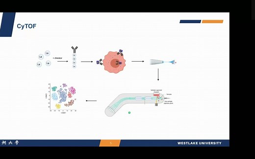 作者视角解读 | Immunity：利用飞行时间流式细胞术(CyTOF)研究免疫代谢