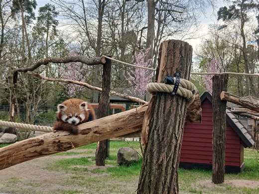 Najpiękniejszy ssak na świecie – pandka ruda, pojawił się w zoo w Ueckermünde