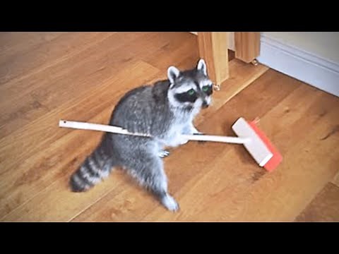 15 Most Intelligent Animals In The World