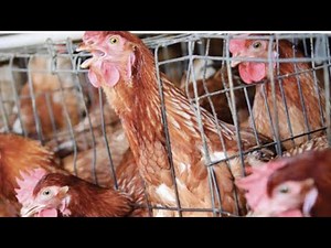 SEEDS OF GOLD: Poultry housing for layer chickens