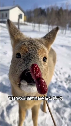 當你用手去撓狍子的腦袋時，它的眼神就會瞬間變得非常清澈，然後好奇的盯著鏡頭一直看個不停！#動物科普 #動物解說 #傻狍子 #神奇動物在抖音 #野生動物零距離