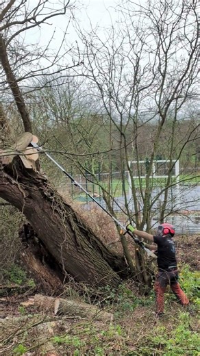 WILLOW TREE REMOVAL | GUS BISHOP TREE SERVICES