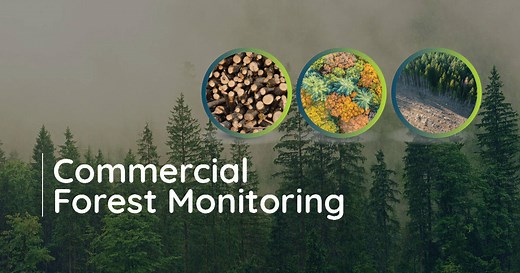 Precision Forestry