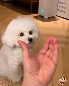 Smart puppy 😍 | Cute Pets