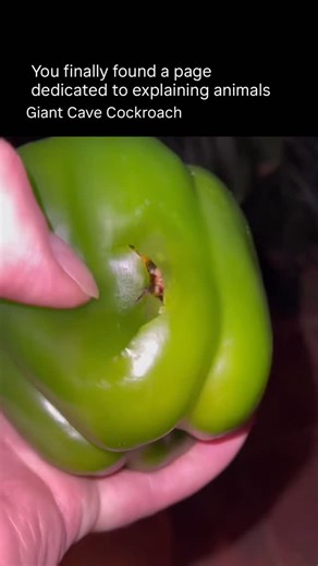 @explainedanimals on Instagram: "The giant cave cockroach is one of the largest cockroach species in the world, known for its impressive size and unique lifestyle. It lives mainly in dark, humid caves and rocky crevices, where it stays hidden from light. Unlike household cockroaches, it is not a pest and does not live in human homes. It feeds mostly on decaying plant material, fruits, and organic debris found inside caves, helping recycle nutrients in its environment. Despite its intimidating ap