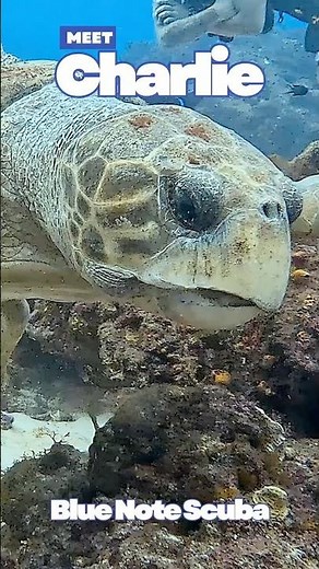 Meet Charlie: Cozumel’s Oldest & Largest Loggerhead Turtle! 🐢🌊