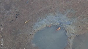 Mudskipper swimming in the mud in the mangrove forest.