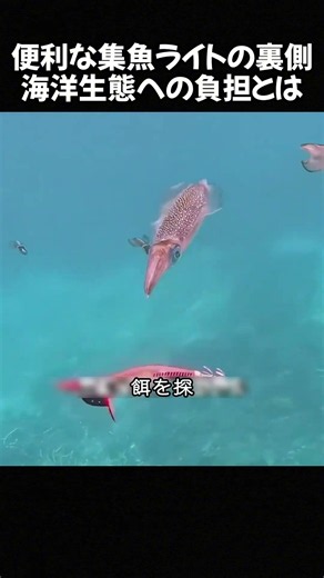 便利な集魚ライトの裏側、海洋生態への負担とは #遠洋漁業 #イカ漁 #海洋雑学 #走光性 #漁業知識 #生態環境 #雑学動画