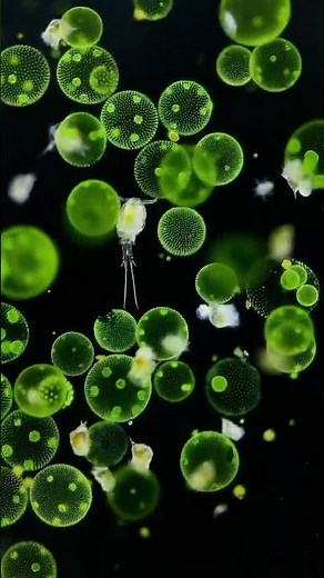 Volvox; a beautiful colony of green algae