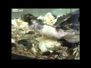 Chelydra serpentina mata e come ratinhos.