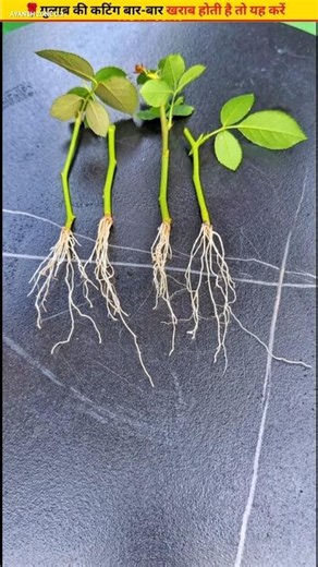 🌹Grow a 100% successful plant from a rose cutting #growth #plants #garden
