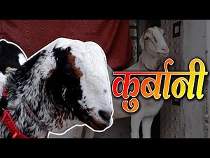 Why Goat Sacrifice In Islam On The Occasion Of Eid ? | Talented India News