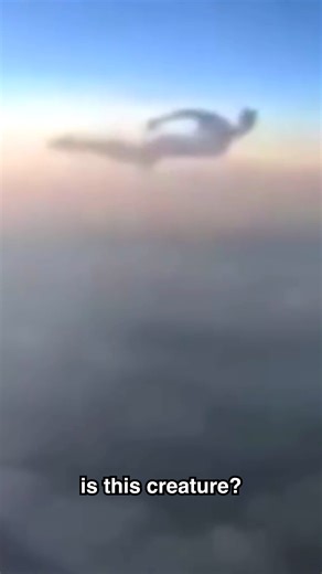 Mysterious creatures caught on camera. | Top 10s