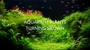 7 Reasons Your Aquarium Plants Turning Brown (& How To Fix It)