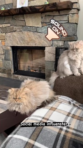 🐾 Meet Your Purr-fect Companion! 🐾Fall in love with our adorable, fluffy Persian kittens raised with love, care, and royalty treatment 💕 Whether you’re in California, New York, Texas, Florida, Illinois, Georgia, or any U.S. city your dream kitten is just a click away!📍Looking for Persian kittens for sale near you? We ship safely across Los Angeles, Houston, Miami, Chicago, Atlanta, Phoenix, Charlotte, Nashville, Seattle, Denver, and more! ✈️👑 These purebred beauties are not just pets they’r
