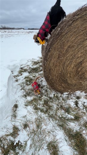 342K views · 55K reactions | Meowdy purrtners. Accidental payback  類 練 If you’re a fan of Jack Spicer’s kitty cat cowboy content please consider subscribing or joining his Patreon linked in bio  everything helps ❤️ #cat #cats #catlover #catsofinstagram #catlovers #cats_of_instagram #kittycat #tuxedocat #kitty #catlife | Aaron Apps | Facebook