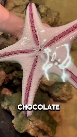 The Worlds “BIGGEST STARFISH” #aquarium