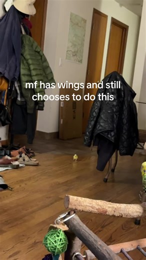 Kylie and Her Talented Bird: A Heartwarming Showcase