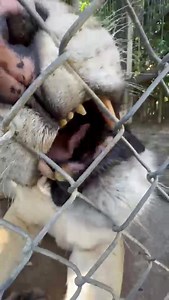 Experience the enchantment up close! Our majestic big cat invites you to witness its regal charm at the Zoological Wildlife Foundation. Come visit and immerse yourself in the awe-inspiring world of these extraordinary creatures. 🦁 Visit our website at https://zoologicalwildlifefoundation.com Or Call us at 305-969-3696 to book your next tour! | Zoological Wildlife Foundation