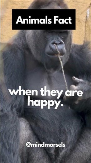 Gorilla's Burp #shorts #animalfacts