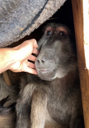 Cindy the Baboon and Her Warthog Neighbors