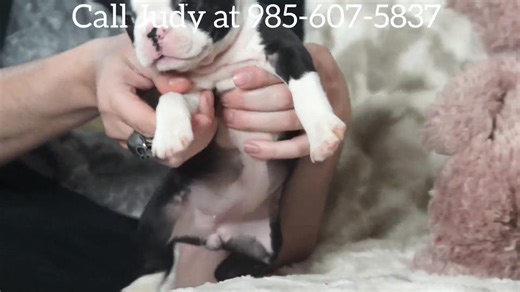 23K views · 1K reactions | Merrily here's the video of Eliana. Enjoy! | Judy's Bayou Bostons- Family Raised Boston Terrier Puppies! | Facebook
